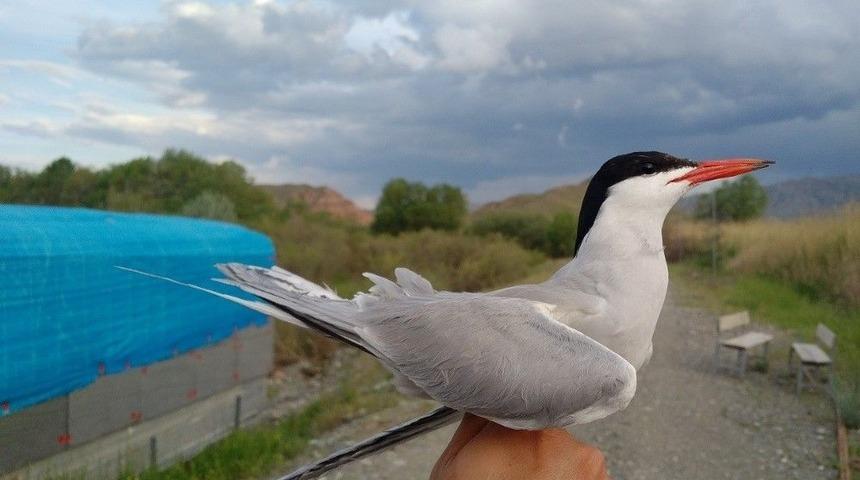 Kuş Halkalama Raporu Açıklandı