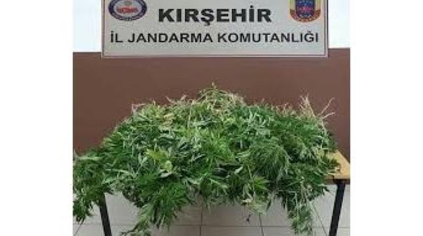 Kırşehir&rsquo;de 110 K&ouml;k Hint Keneviri Ele Ge&ccedil;irildi