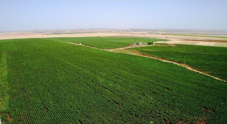 Pamuk Üreticisini Kurtçuk Korkusu Sardı G1