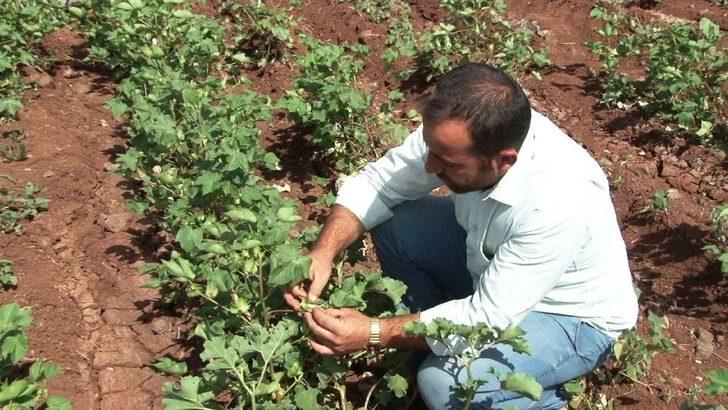 Pamuk Üreticisini Kurtçuk Korkusu Sardı G3