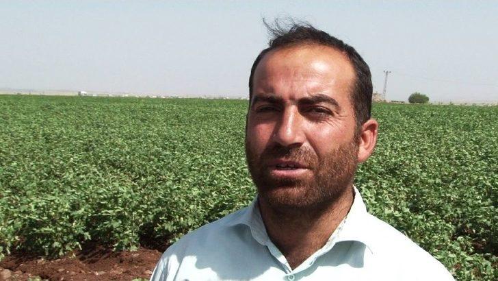 Pamuk Üreticisini Kurtçuk Korkusu Sardı G2