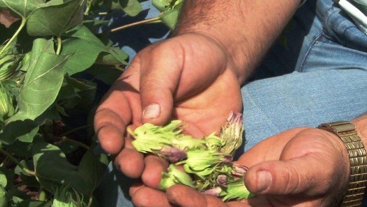 Pamuk Üreticisini Kurtçuk Korkusu Sardı G4