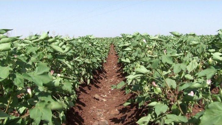 Pamuk Üreticisini Kurtçuk Korkusu Sardı G5