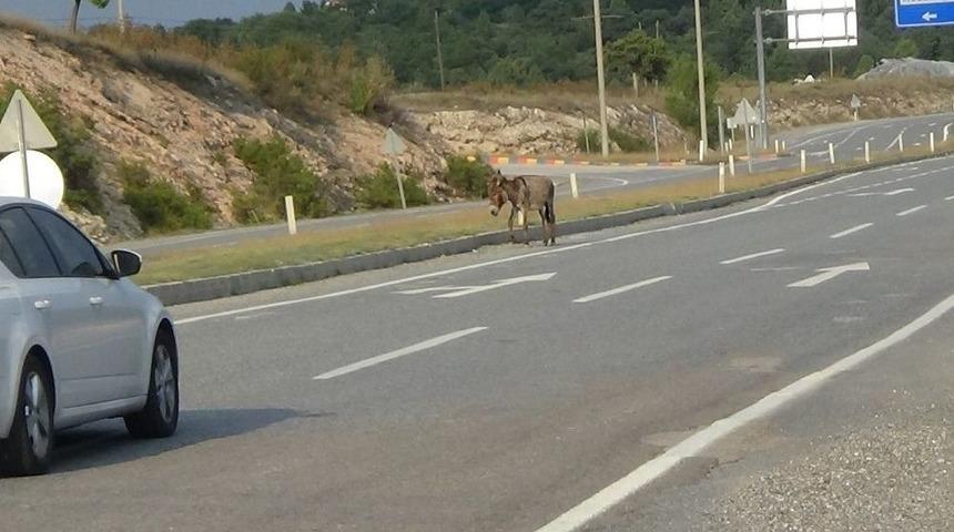 (özel Haber) İşte Eşek İnadı Bu