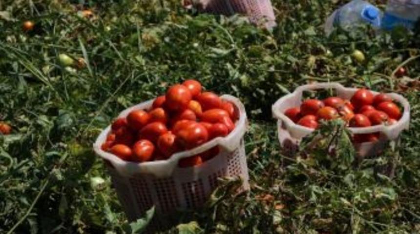 Temmuz Ayının Zam Şampiyonu Domates Oldu