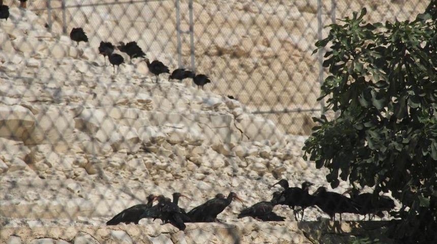 Kelaynaklar İ&ccedil;in Fırat Ve Dicle Havzasında Yeni Yaşam Alanları