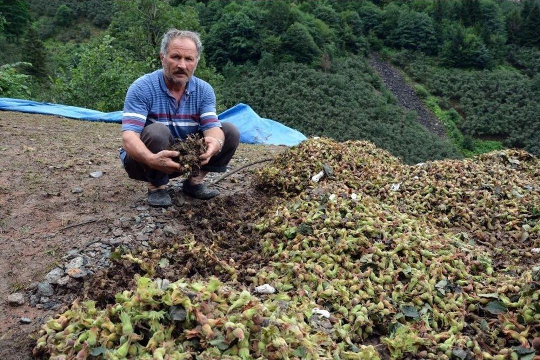 Ordu&rsquo;da Sağanak Zarara Yol A&ccedil;tı