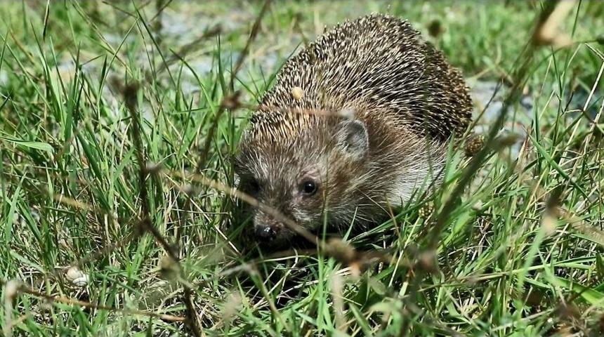 Kirpi “diken” Sağlığına Kavuştu