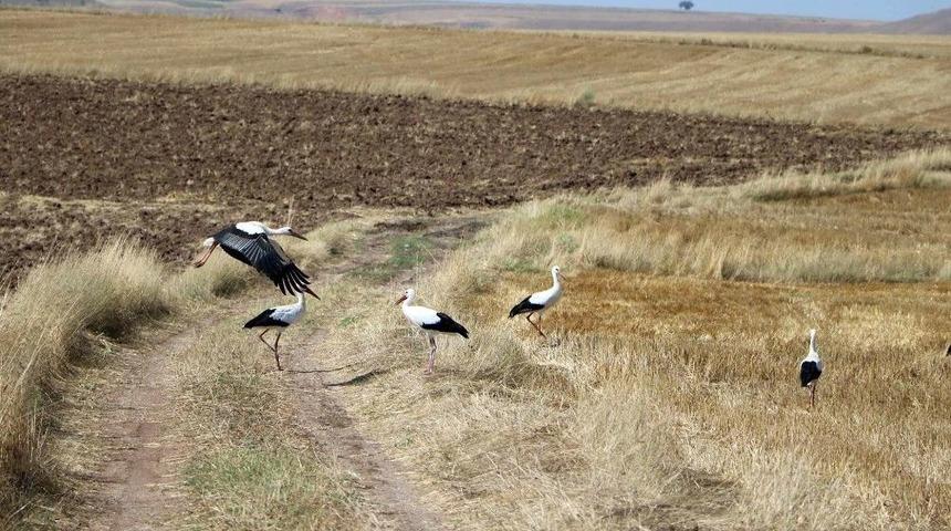 Hasat Sonrası Leyleklerin Karın Doyurma Mesaisi Başladı