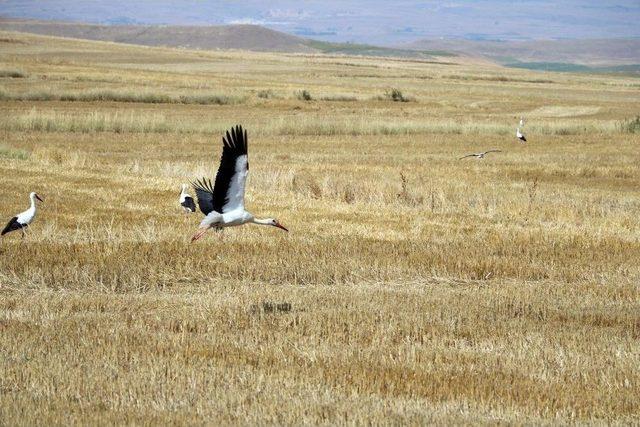 Hasat Sonrası Leyleklerin Karın Doyurma Mesaisi Başladı