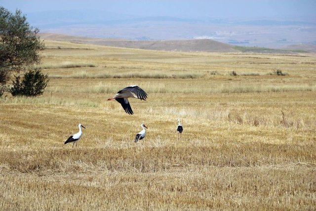 Hasat Sonrası Leyleklerin Karın Doyurma Mesaisi Başladı