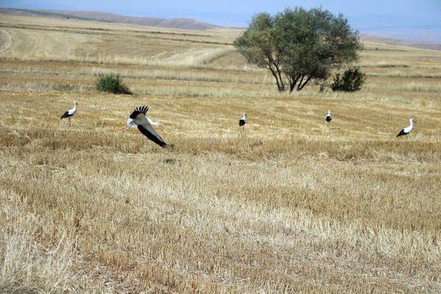 Hasat Sonrası Leyleklerin Karın Doyurma Mesaisi Başladı