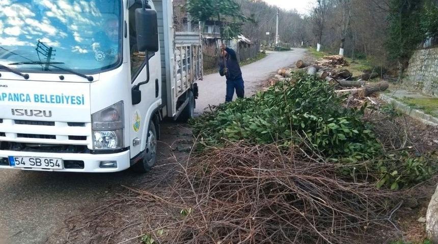 Sapanca Mevsimlik Çiçeklerle Renkleniyor