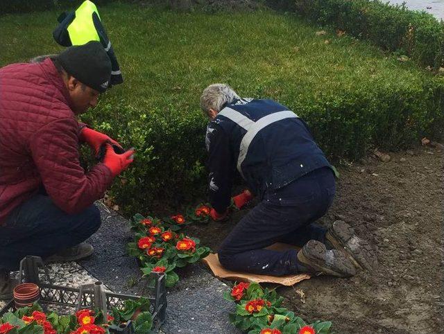 Sapanca Mevsimlik Çiçeklerle Renkleniyor