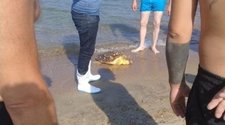 Yaralı Caretta Caretta Edirne’de Kıyıya Vurdu