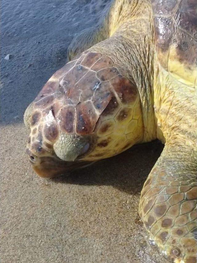 Yaralı Caretta Caretta Edirne’de Kıyıya Vurdu