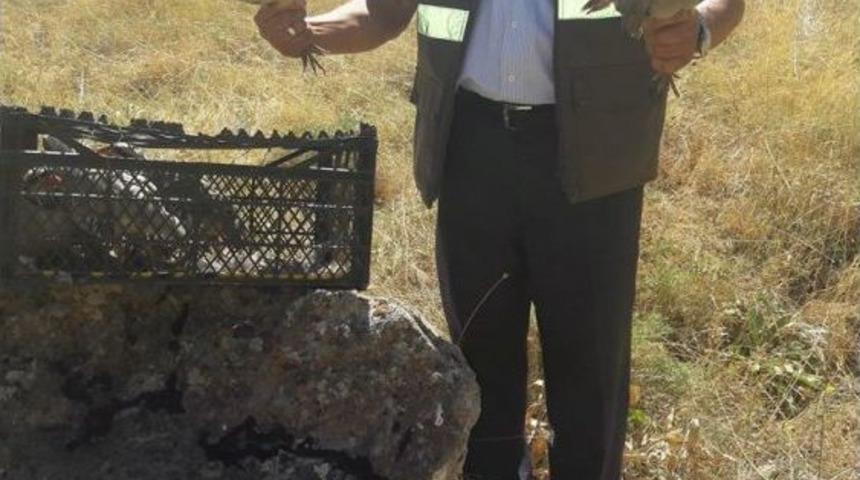 Gevaş&rsquo;ta Ka&ccedil;ak Avlanan 8 Kınalı Keklik Ele Ge&ccedil;irildi