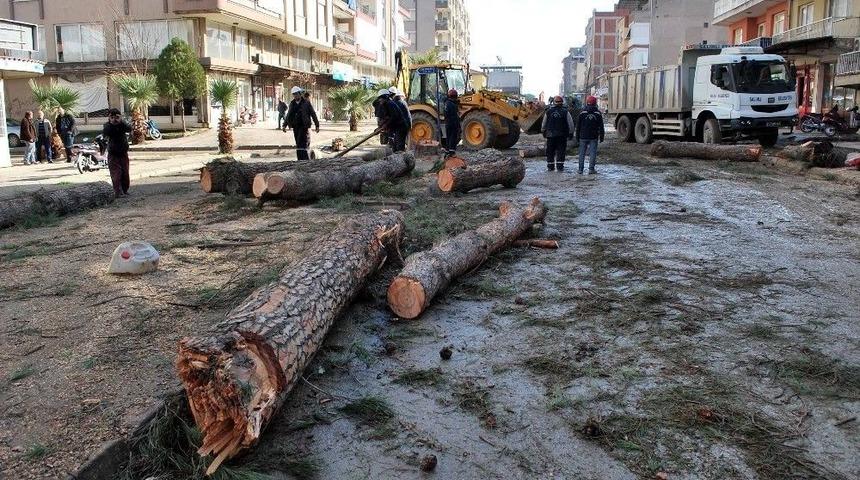 Salihli&rsquo;de &Ccedil;&uuml;r&uuml;me Nedeniyle Tehlike Oluşturan Ağa&ccedil;lar Kesildi