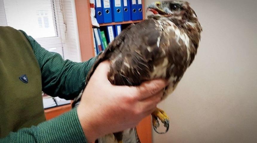 Tosya&rsquo;da Yaralı Şahine Belediye Sahip &Ccedil;ıktı