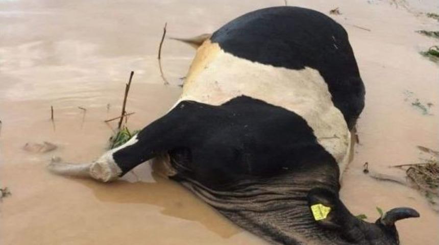 Selde Telef Olan Hayvanlar Sular Çekilince Ortaya Çıktı