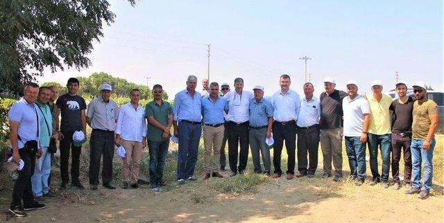 Manisa’da Üzüm Bağlarını Faydalı Böcekler Koruyor