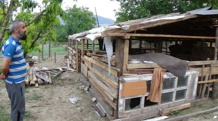 Başıboş K&ouml;pekler Hayvanları Telef Etti