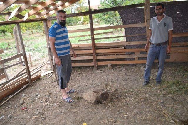 Başıboş Köpekler Hayvanları Telef Etti