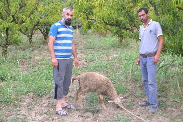 Başıboş Köpekler Hayvanları Telef Etti