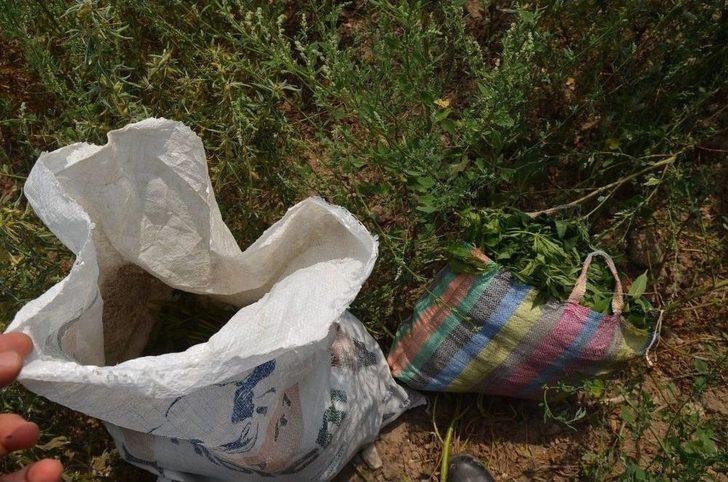 Baba Ve Oğul Hint Keneviri Ekemeden Yakayı Ele Verdi G2