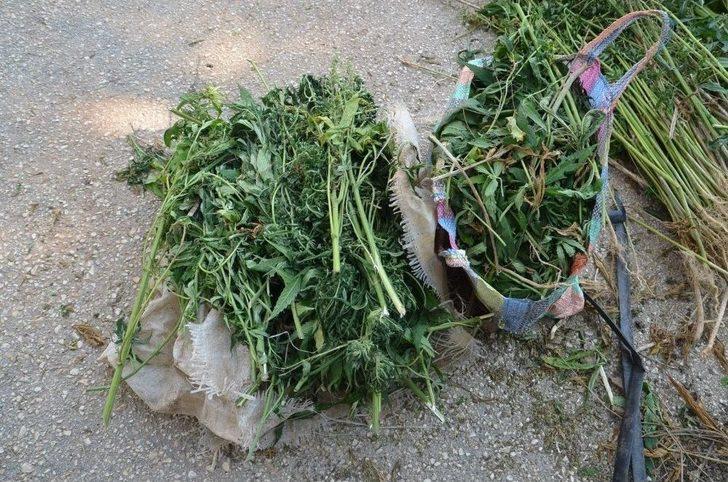 Baba Ve Oğul Hint Keneviri Ekemeden Yakayı Ele Verdi G3