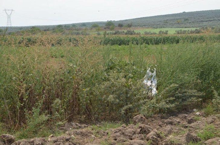 Baba Ve Oğul Hint Keneviri Ekemeden Yakayı Ele Verdi G4