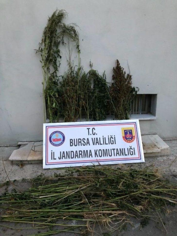 Baba Ve Oğul Hint Keneviri Ekemeden Yakayı Ele Verdi G5