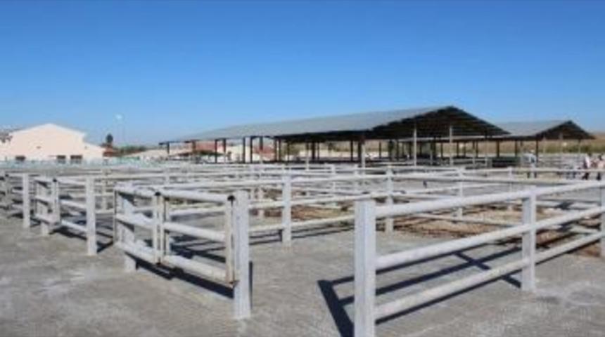 Sungurlu&rsquo;da Hayvan Pazarı Kapatıldı