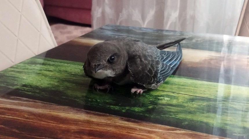 (&ouml;zel) Sokakta Buldukları Ebabil Kuşu&rsquo;nun Yaşaması İ&ccedil;in Yardım Bekliyorlar