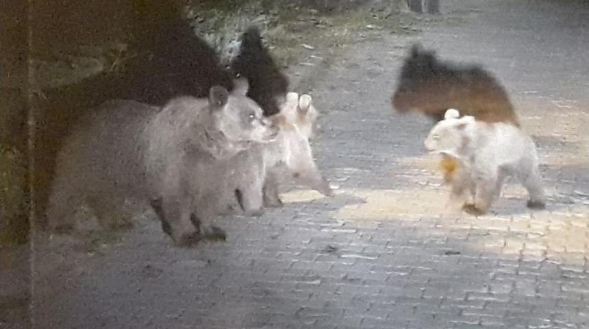 (&ouml;zel Haber) Uludağ&rsquo;da A&ccedil; Kalan Ayı Ailesi Yerleşime İndi, &Ccedil;&ouml;p Konteynerlerini B&ouml;yle Devirdi