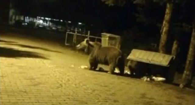 (özel Haber) Uludağ’da Aç Kalan Ayı Ailesi Yerleşime İndi, Çöp Konteynerlerini Böyle Devirdi