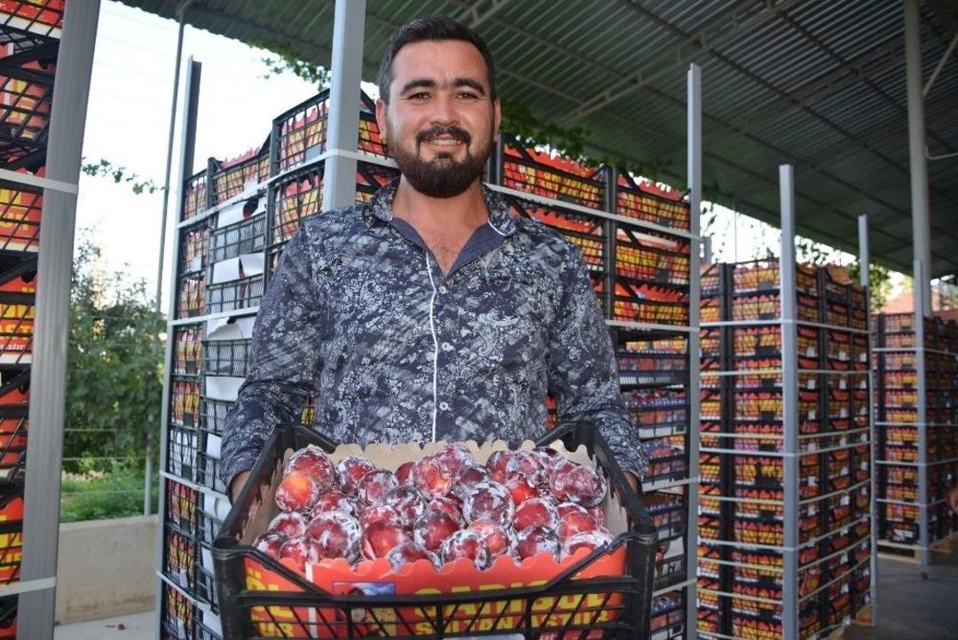 Korkuteli, Rusya Ve Dubai&rsquo;ye Erik İle Armut İhra&ccedil; Ediyor