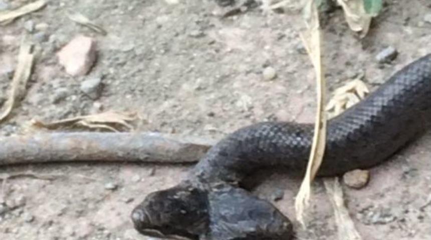 Samsun&rsquo;da &Ccedil;ift Başlı Yılan Bulundu