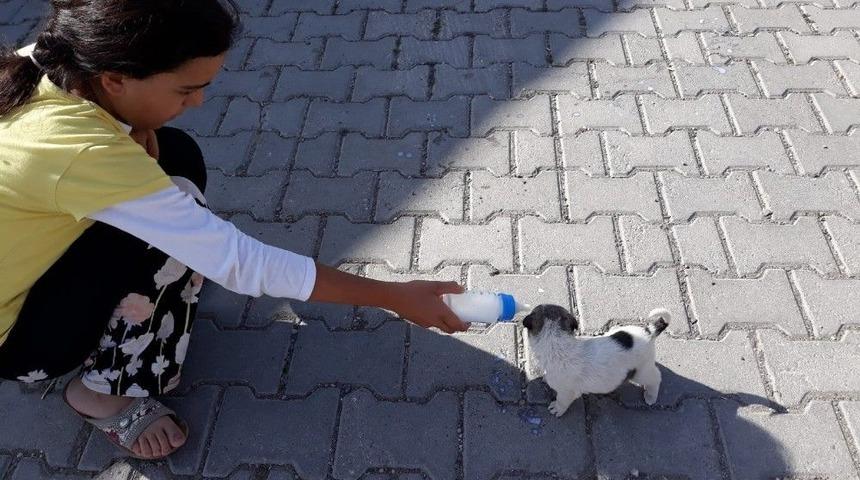 Sokakta Bulduğu Yavru Köpeği Biberon İle Besliyor