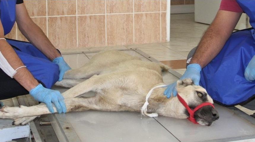 Otomobilin &Ccedil;arparak Belini Kırdığı K&ouml;pek Tedavi Altına Alındı