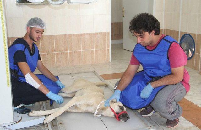 Otomobilin Çarparak Belini Kırdığı Köpek Tedavi Altına Alındı