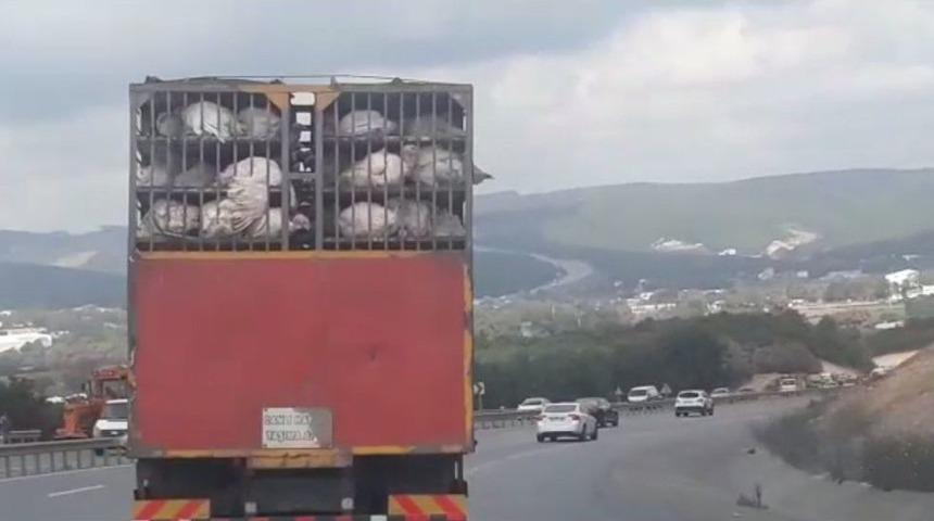 (&ouml;zel) Kamyonette Taşınan Hindilerin Eziyetli Yolculuğu