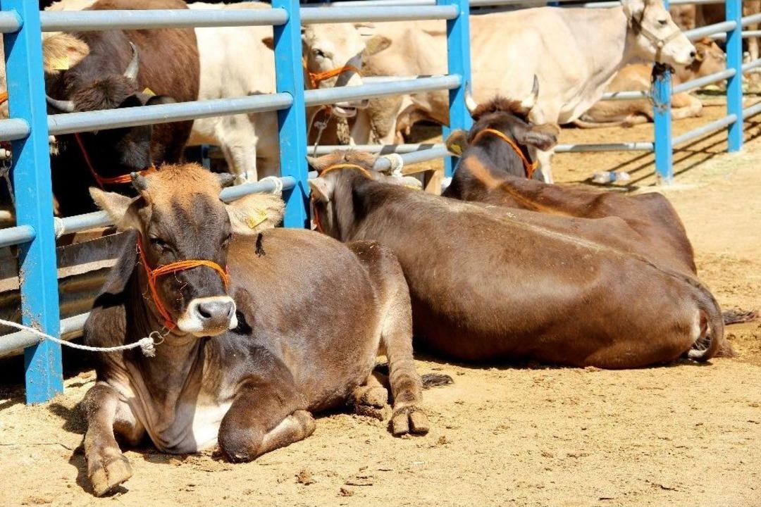 Kurbanlık Alırken Dikkat Edilmesi Gerekenler