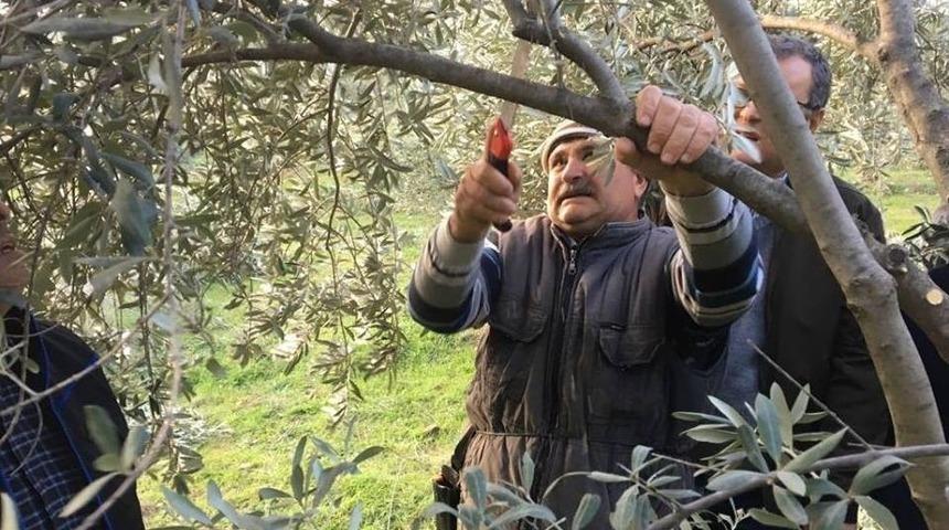 Sarıg&ouml;l&rsquo;deki Zeytin &Uuml;reticilerine Budama Eğitimi
