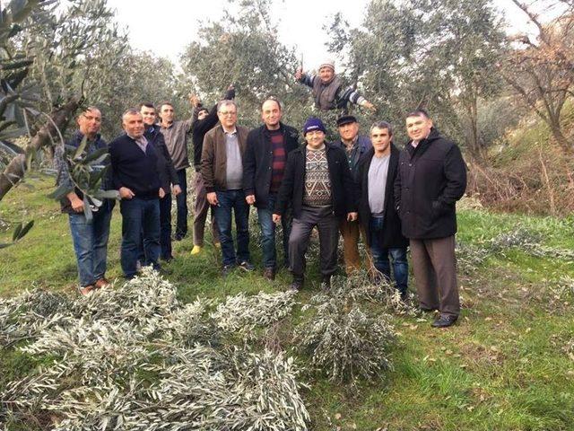 Sarıgöl’deki Zeytin Üreticilerine Budama Eğitimi