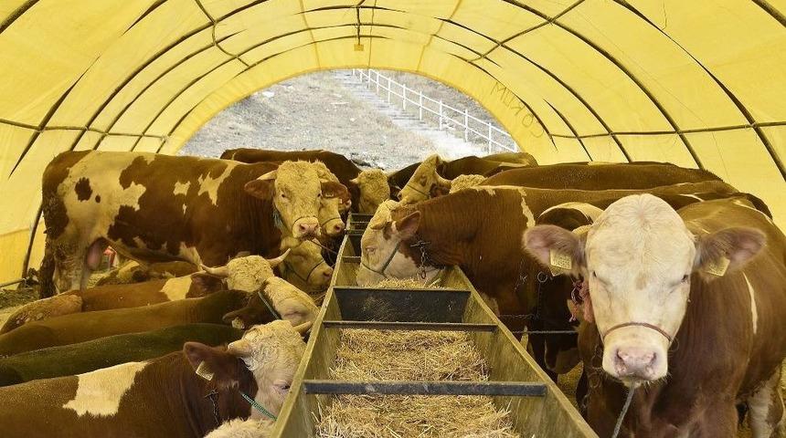 Mamak&rsquo;ta Kurbanlıklar G&ouml;r&uuml;c&uuml;ye &Ccedil;ıkmaya Başladı