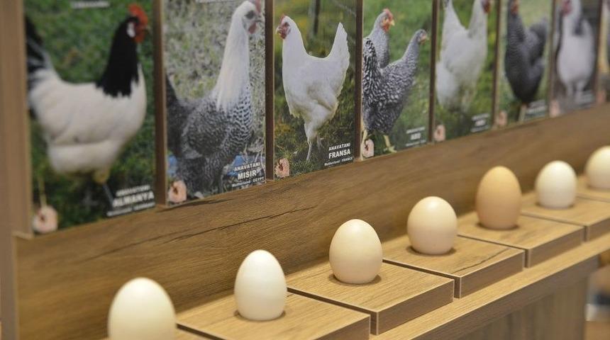 Tavuklar Ve Yumurtaları Sergisi Açıldı