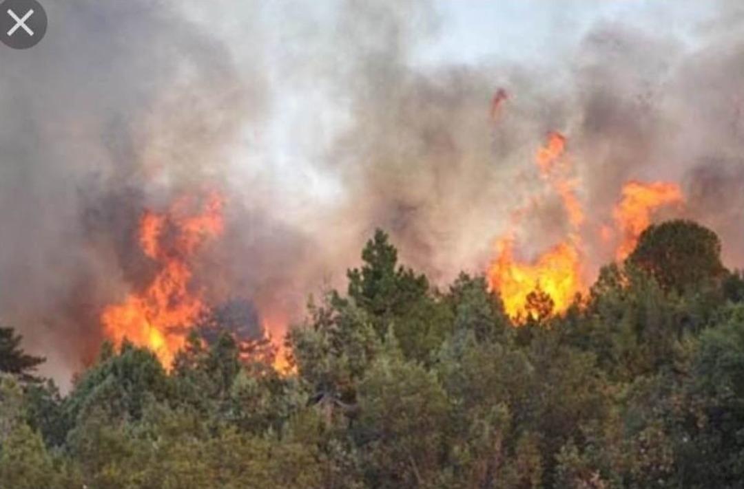 Nurdağı&rsquo;nda 15. D&ouml;n&uuml;m Orman K&uuml;l Oldu