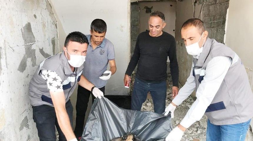 Yavru K&ouml;pekler Koruma Altına Alındı