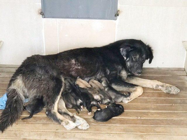 Yavru Köpekler Koruma Altına Alındı